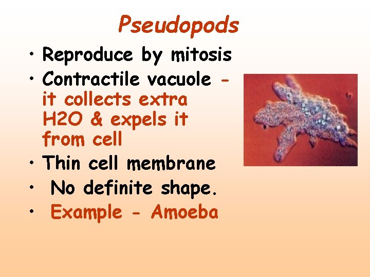 Pseudopods • Reproduce by mitosis • Contractile vacuole it collects extra H 2 O