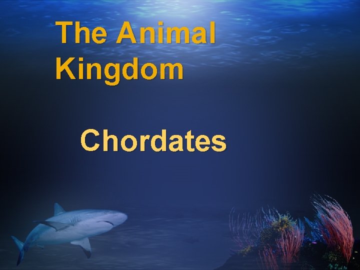 The Animal Kingdom Chordates 