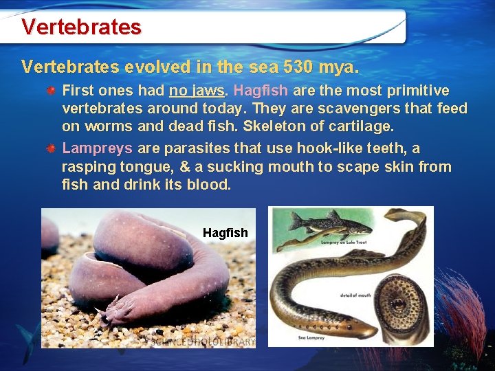 Vertebrates evolved in the sea 530 mya. First ones had no jaws. Hagfish are