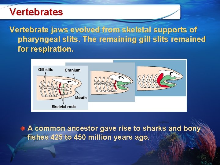 Vertebrates Vertebrate jaws evolved from skeletal supports of pharyngeal slits. The remaining gill slits