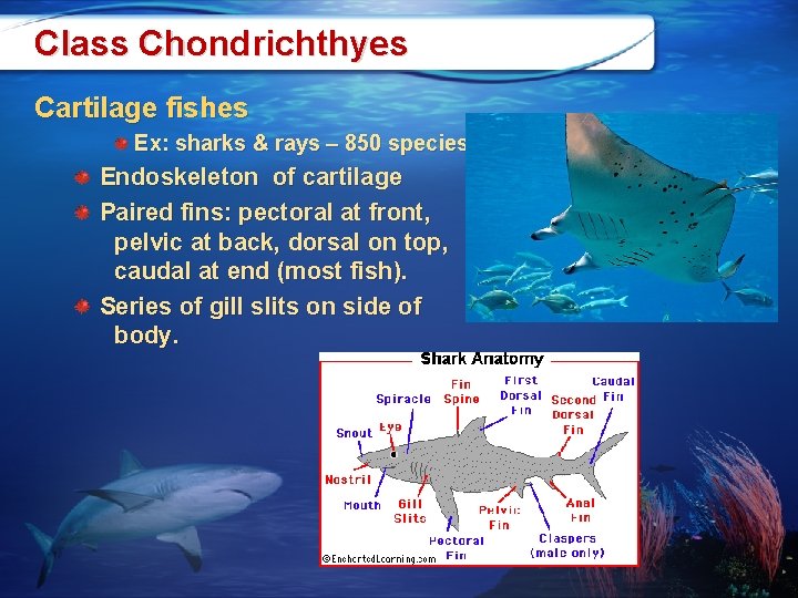 Class Chondrichthyes Cartilage fishes Ex: sharks & rays – 850 species. Endoskeleton of cartilage