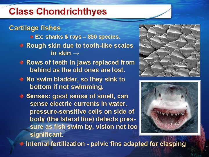 Class Chondrichthyes Cartilage fishes Ex: sharks & rays – 850 species. Rough skin due