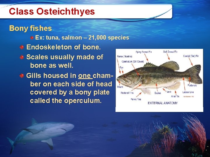 Class Osteichthyes Bony fishes Ex: tuna, salmon – 21, 000 species Endoskeleton of bone.