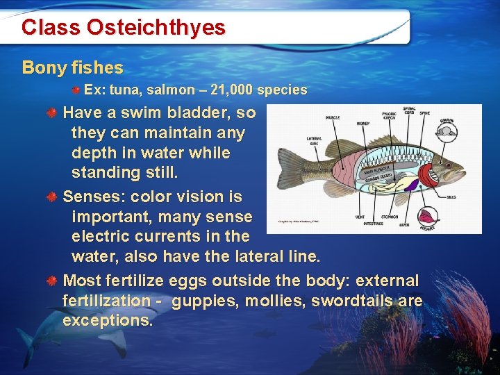 Class Osteichthyes Bony fishes Ex: tuna, salmon – 21, 000 species Have a swim