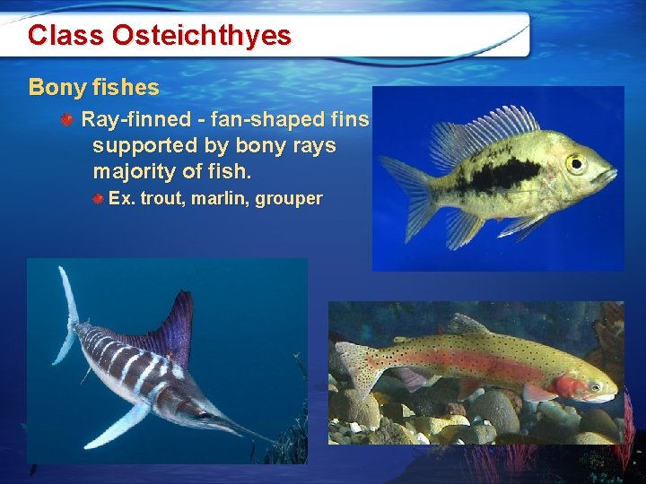 Class Osteichthyes Bony fishes Ray-finned - fan-shaped fins supported by bony rays majority of