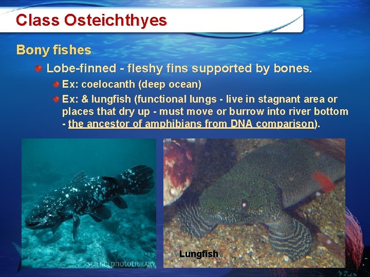 Class Osteichthyes Bony fishes Lobe-finned - fleshy fins supported by bones. Ex: coelocanth (deep