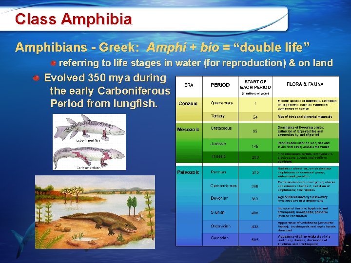 Class Amphibians - Greek: Amphi + bio = “double life” referring to life stages