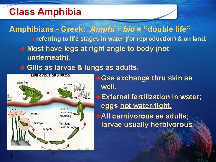 Class Amphibians - Greek: Amphi + bio = “double life” referring to life stages