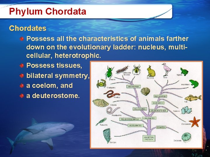 Phylum Chordata Chordates Possess all the characteristics of animals farther down on the evolutionary