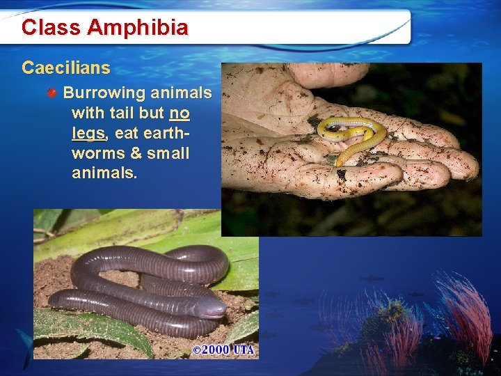 Class Amphibia Caecilians Burrowing animals with tail but no legs, eat earthworms & small