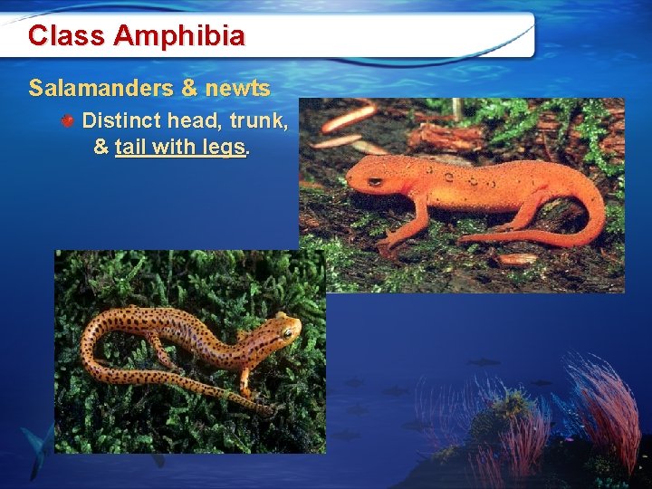 Class Amphibia Salamanders & newts Distinct head, trunk, & tail with legs. 