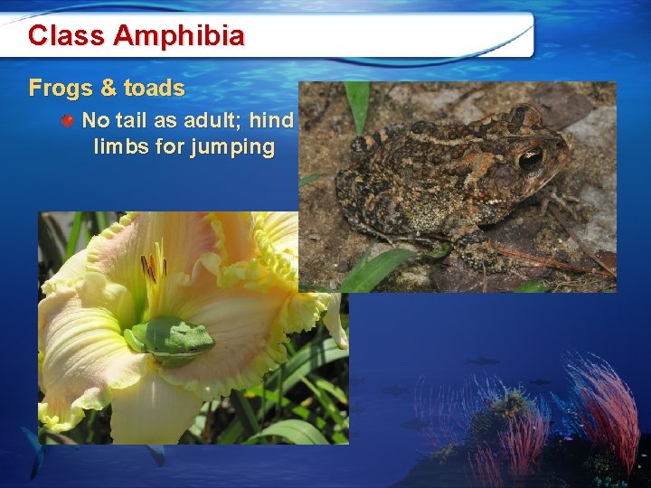 Class Amphibia Frogs & toads No tail as adult; hind limbs for jumping 