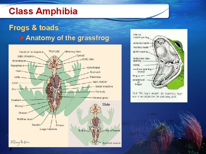 Class Amphibia Frogs & toads Anatomy of the grassfrog 