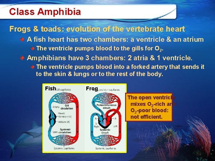 Class Amphibia Frogs & toads: evolution of the vertebrate heart A fish heart has