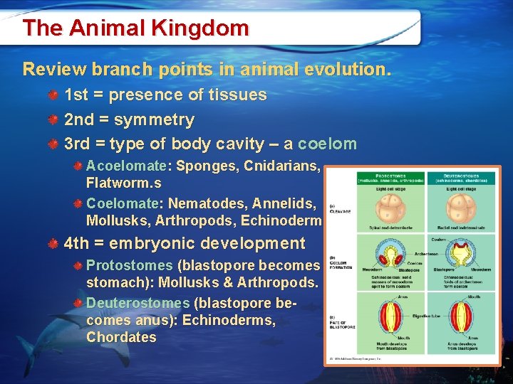 The Animal Kingdom Review branch points in animal evolution. 1 st = presence of