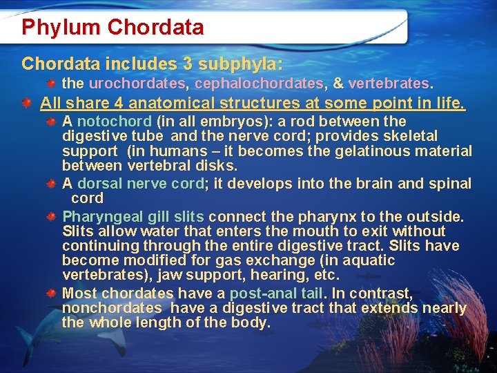 Phylum Chordata includes 3 subphyla: the urochordates, cephalochordates, & vertebrates. All share 4 anatomical