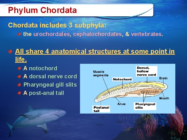 Phylum Chordata includes 3 subphyla: the urochordates, cephalochordates, & vertebrates. All share 4 anatomical