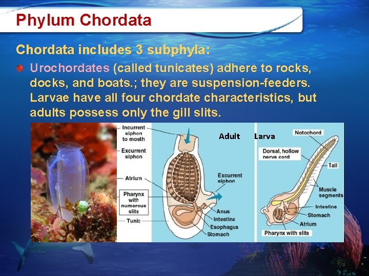 Phylum Chordata includes 3 subphyla: Urochordates (called tunicates) adhere to rocks, docks, and boats.