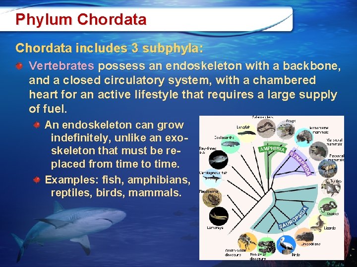 Phylum Chordata includes 3 subphyla: Vertebrates possess an endoskeleton with a backbone, and a