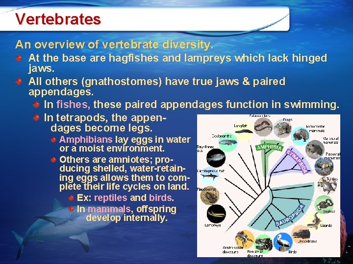 Vertebrates An overview of vertebrate diversity. At the base are hagfishes and lampreys which