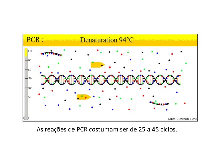 As reações de PCR costumam ser de 25 a 45 ciclos. 