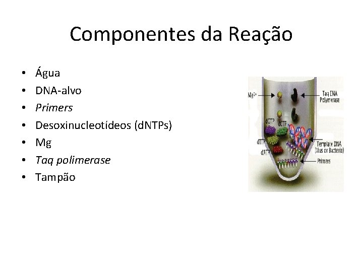 Componentes da Reação • • Água DNA-alvo Primers Desoxinucleotídeos (d. NTPs) Mg Taq polimerase