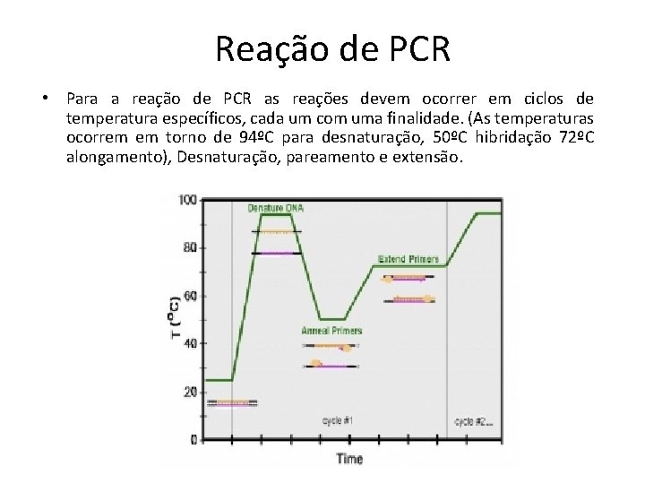 Reação de PCR • Para a reação de PCR as reações devem ocorrer em