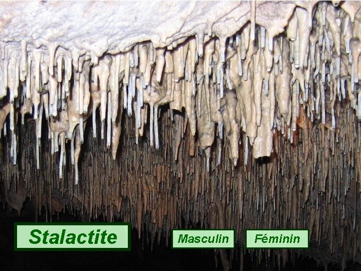 Stalactite Masculin Féminin 