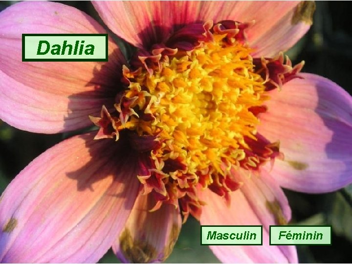 Dahlia Masculin Féminin 