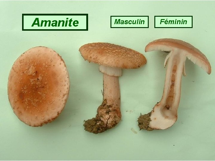 Amanite Masculin Féminin 