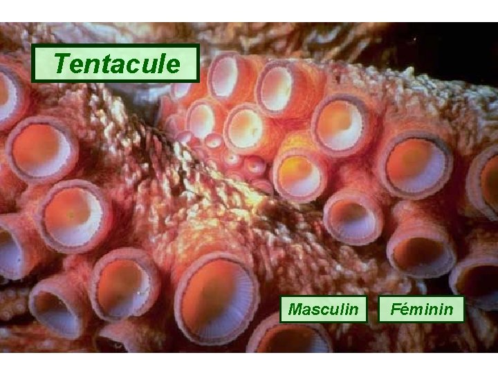 Tentacule Masculin Féminin 