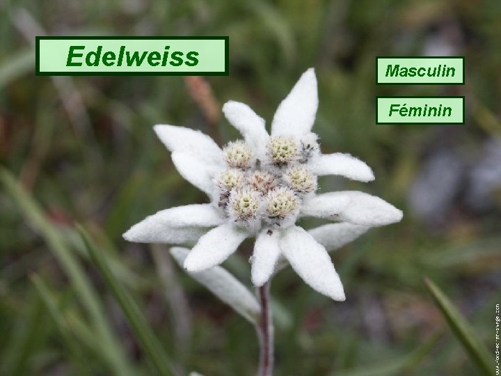 Edelweiss Masculin Féminin 