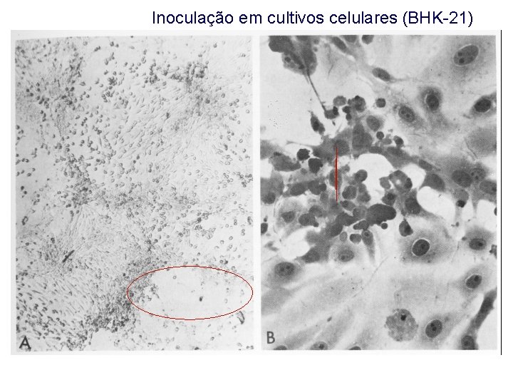 Inoculação em cultivos celulares (BHK-21) 