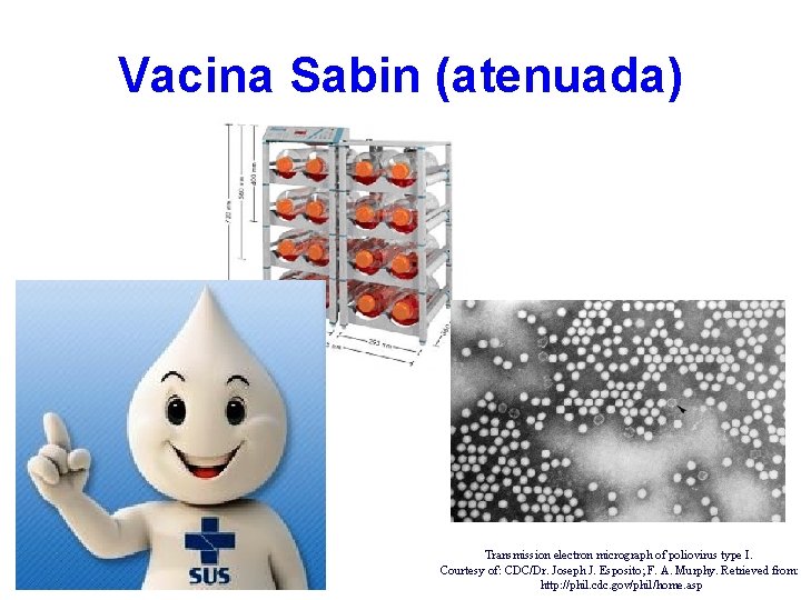 Vacina Sabin (atenuada) Transmission electron micrograph of poliovirus type I. Courtesy of: CDC/Dr. Joseph