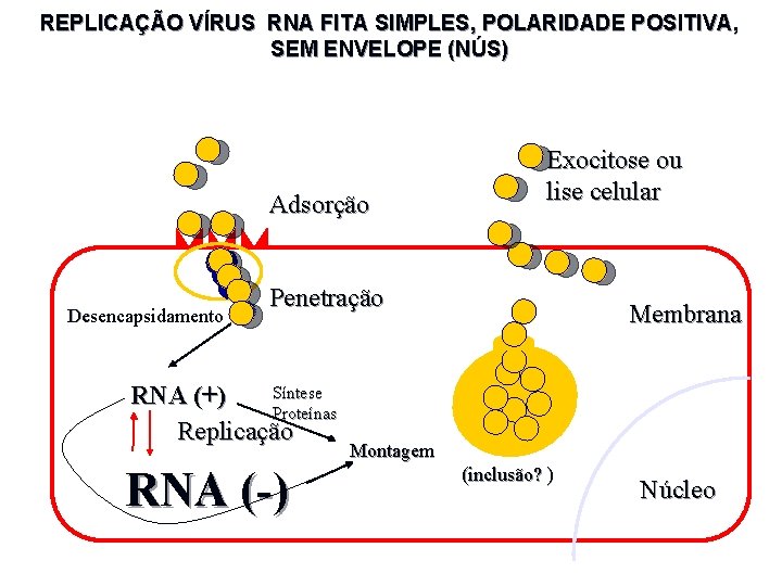REPLICAÇÃO VÍRUS RNA FITA SIMPLES, POLARIDADE POSITIVA, SEM ENVELOPE (NÚS) Adsorção Desencapsidamento Exocitose ou