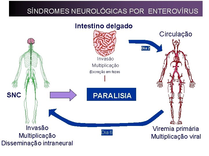 SÍNDROMES NEUROLÓGICAS POR ENTEROVÍRUS Intestino delgado Circulação Dia 2 Invasão Multiplicação (Excreção em fezes