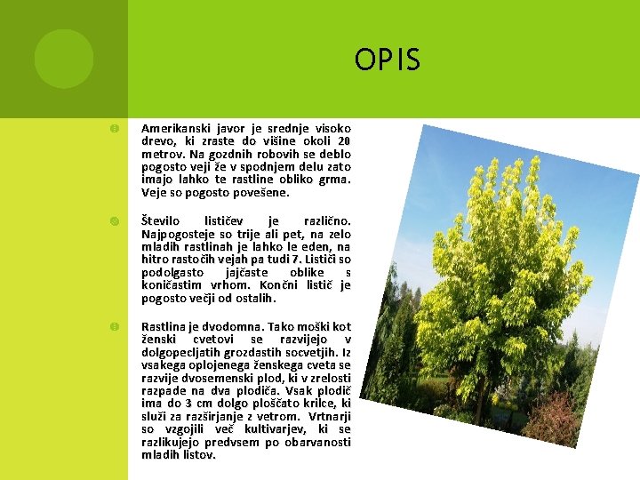 OPIS Amerikanski javor je srednje visoko drevo, ki zraste do višine okoli 20 metrov.