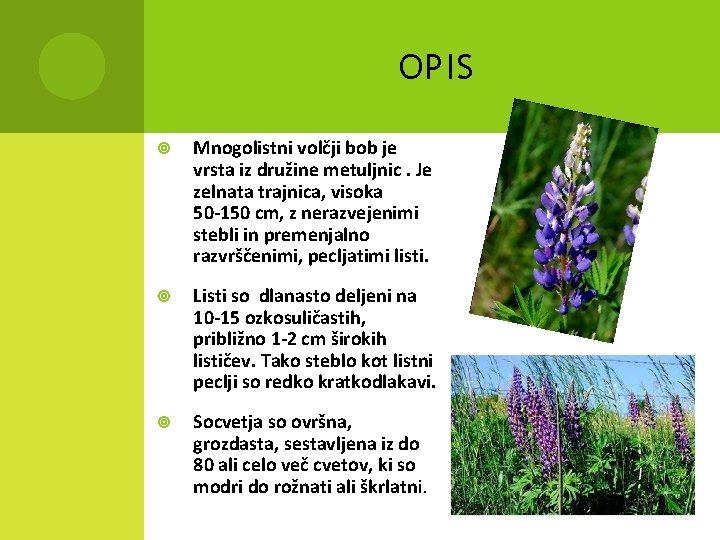 OPIS Mnogolistni volčji bob je vrsta iz družine metuljnic. Je zelnata trajnica, visoka 50‐