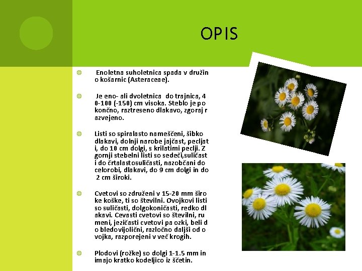 OPIS Enoletna suholetnica spada v družin o košarnic (Asteraceae). Je eno‐ ali dvoletnica do