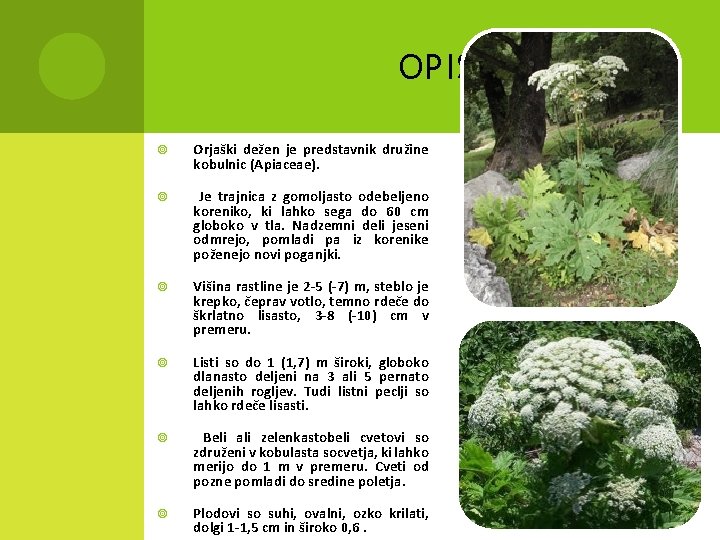 OPIS Orjaški dežen je predstavnik družine kobulnic (Apiaceae). Je trajnica z gomoljasto odebeljeno koreniko,