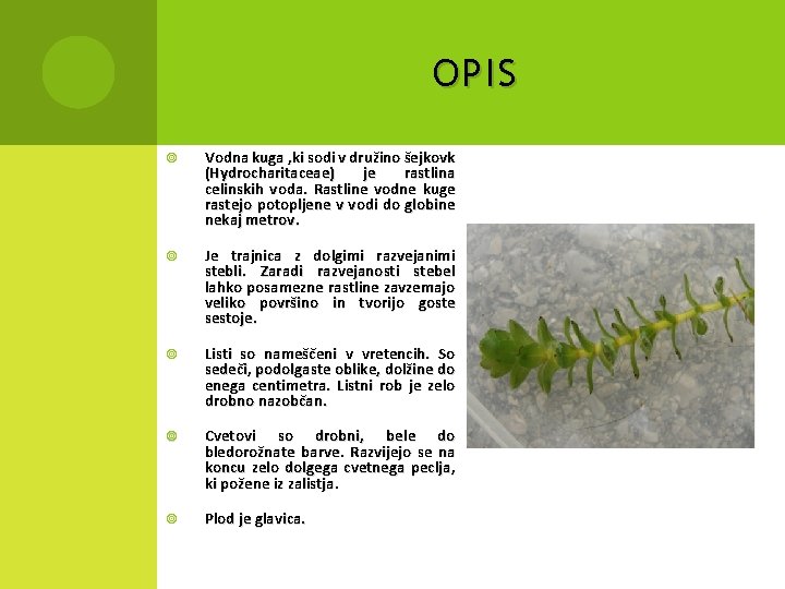 OPIS Vodna kuga , ki sodi v družino šejkovk (Hydrocharitaceae) je rastlina celinskih voda.