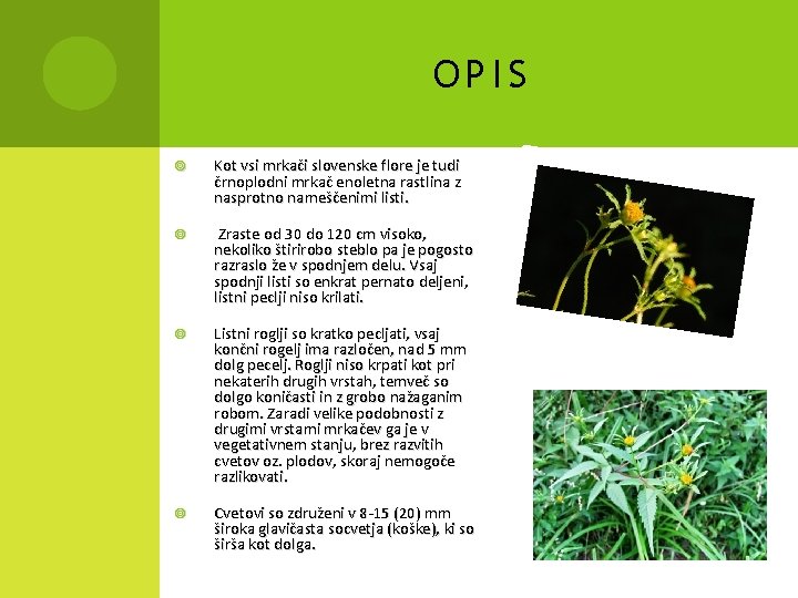 OPIS Kot vsi mrkači slovenske flore je tudi črnoplodni mrkač enoletna rastlina z nasprotno