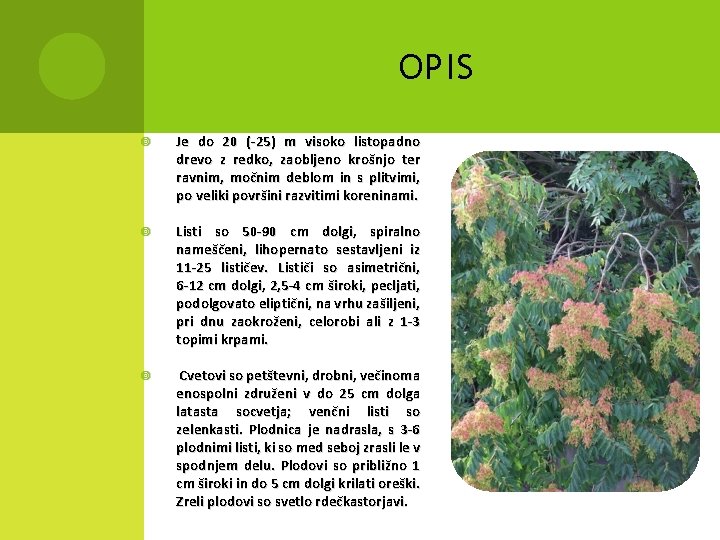 OPIS Je do 20 (‐ 25) m visoko listopadno drevo z redko, zaobljeno krošnjo