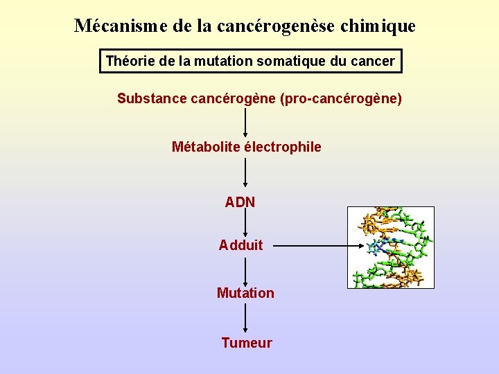 Mécanisme de la cancérogenèse chimique Théorie de la mutation somatique du cancer Substance cancérogène