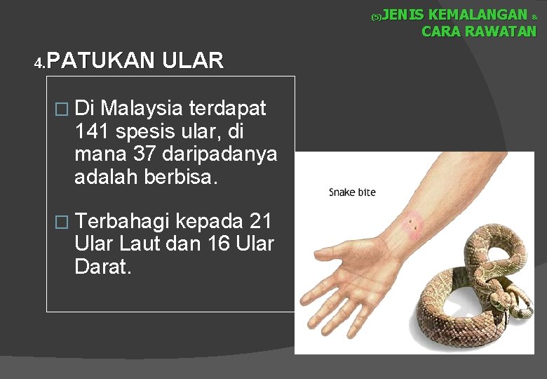JENIS KEMALANGAN & CARA RAWATAN (5) PATUKAN ULAR 4. � Di Malaysia terdapat 141