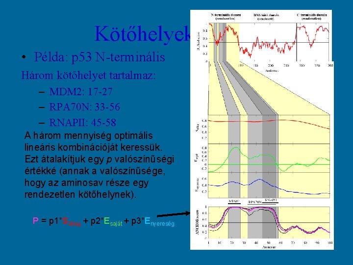 Kötőhelyek jóslása • Példa: p 53 N-terminális Három kötőhelyet tartalmaz: – MDM 2: 17