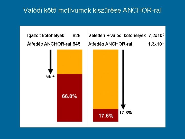 Valódi kötő motívumok kiszűrése ANCHOR-ral Igazolt kötőhelyek 826 Átfedés ANCHOR-ral 545 Véletlen + valódi