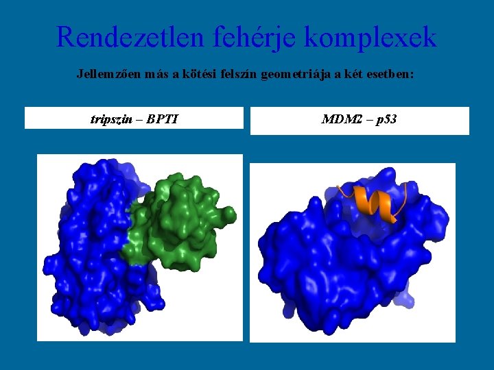 Rendezetlen fehérje komplexek Jellemzően más a kötési felszín geometriája a két esetben: tripszin –