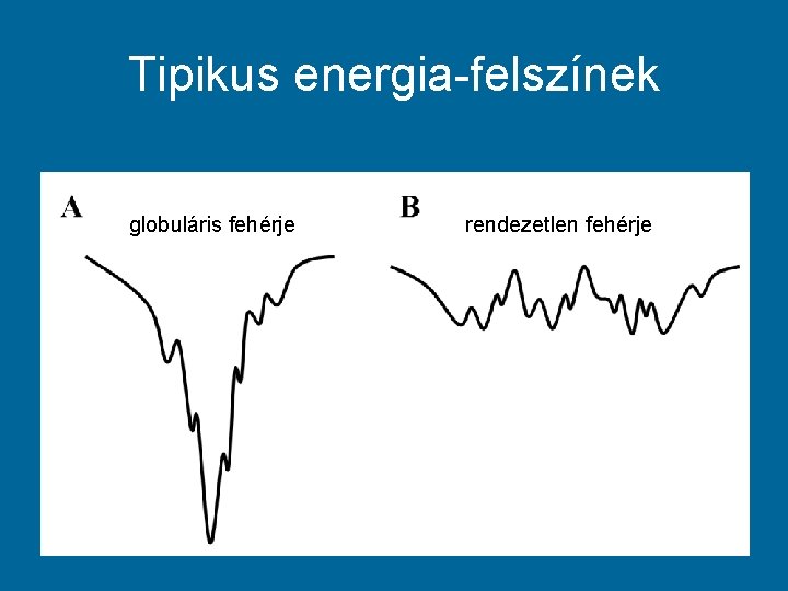 Tipikus energia-felszínek globuláris fehérje rendezetlen fehérje 