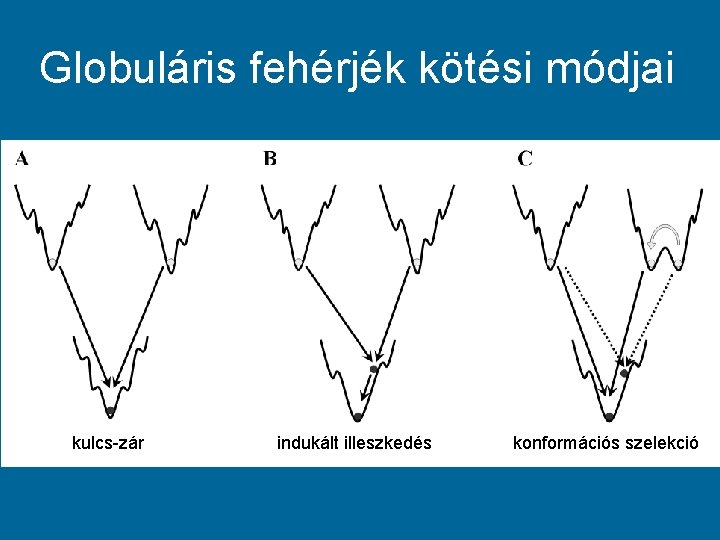 Globuláris fehérjék kötési módjai kulcs-zár indukált illeszkedés konformációs szelekció 